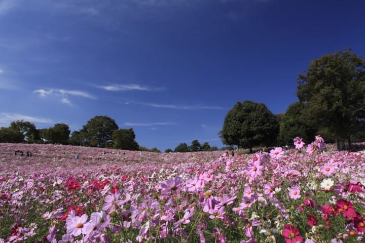 15 Cherry Blossom Viewing Spots In Tokyo That You Just Have To See!
