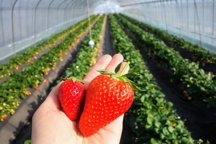 搭東武鐵道直達草莓王國「栃木縣」，特色景點讓初訪的你也能玩得很道地！