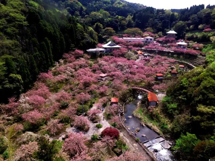 【最新版】大自然と桜の絶景にうっとり。九州地方の桜の名所10選