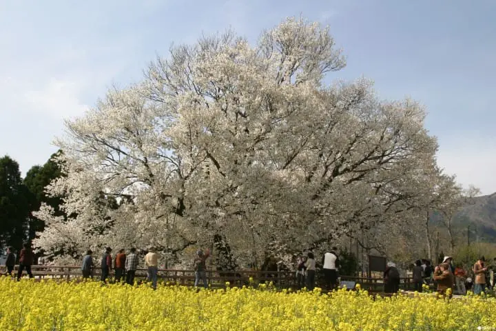 【最新版】大自然と桜の絶景にうっとり。九州地方の桜の名所10選