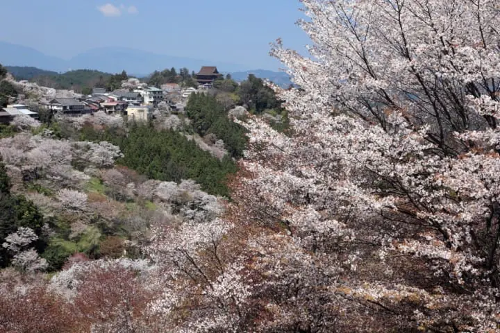 吉野山 桜