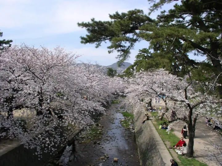 夙川 桜