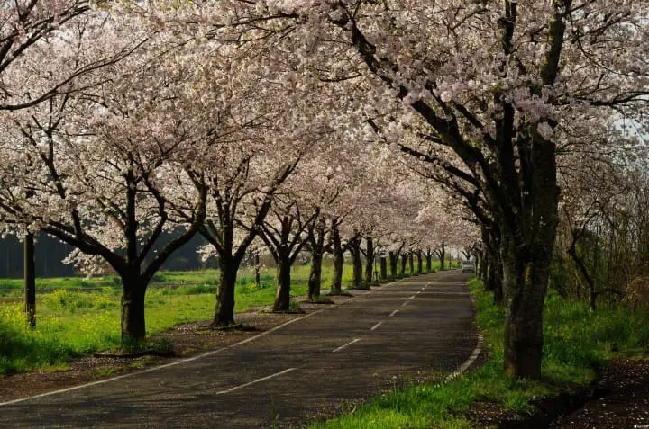 【最新版】大自然と桜の絶景にうっとり。九州地方の桜の名所10選