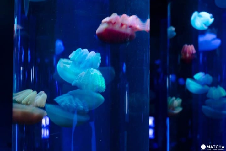 池袋Sunshine水族馆