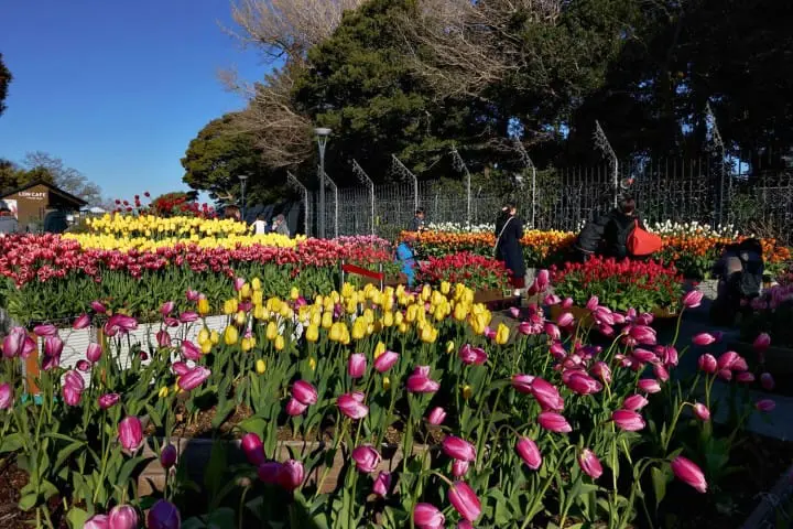 แผนเที่ยวคามาคุระและเอะโนะชิมะ ทั้งพระอาทิตย์ตกสุดสวย ไฟประดับสุดโรแมนติคติดอันดับ!