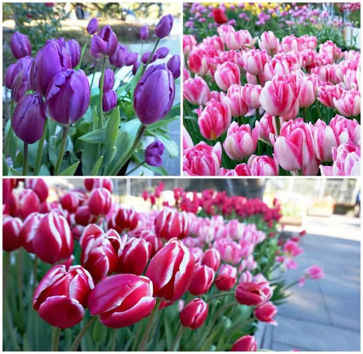 แผนเที่ยวคามาคุระและเอะโนะชิมะ ทั้งพระอาทิตย์ตกสุดสวย ไฟประดับสุดโรแมนติคติดอันดับ!