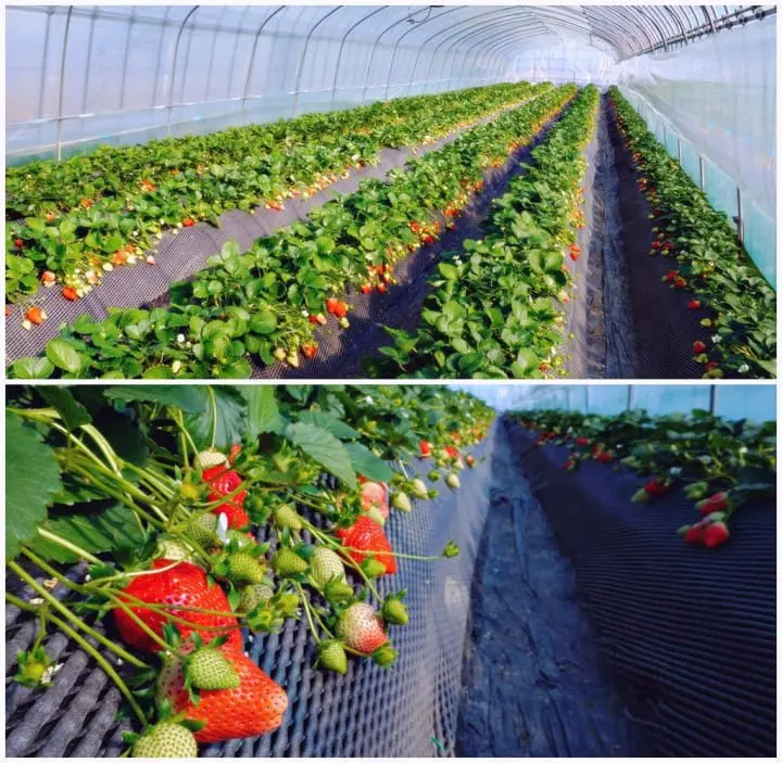 ชวนไปเก็บสตรอเบอร์รี่ แวะช้อปปิ้งเอาท์เล็ท แล้วไปชมไฟประดับสุดอลังการที่สวนดอกไม้อาชิคางะ ไปง่ายๆ ใกล้โตเกียว!