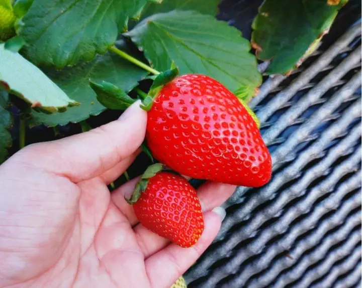 ชวนไปเก็บสตรอเบอร์รี่ แวะช้อปปิ้งเอาท์เล็ท แล้วไปชมไฟประดับสุดอลังการที่สวนดอกไม้อาชิคางะ ไปง่ายๆ ใกล้โตเกียว!