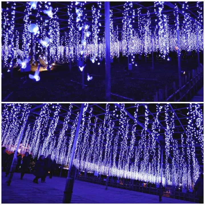 ชวนไปเก็บสตรอเบอร์รี่ แวะช้อปปิ้งเอาท์เล็ท แล้วไปชมไฟประดับสุดอลังการที่สวนดอกไม้อาชิคางะ ไปง่ายๆ ใกล้โตเกียว!