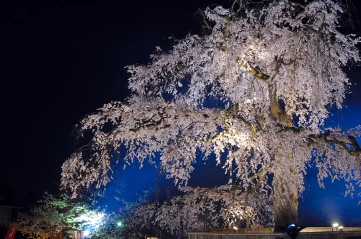 京都の桜を満喫！花見のベストスポット15と楽しむためのヒント