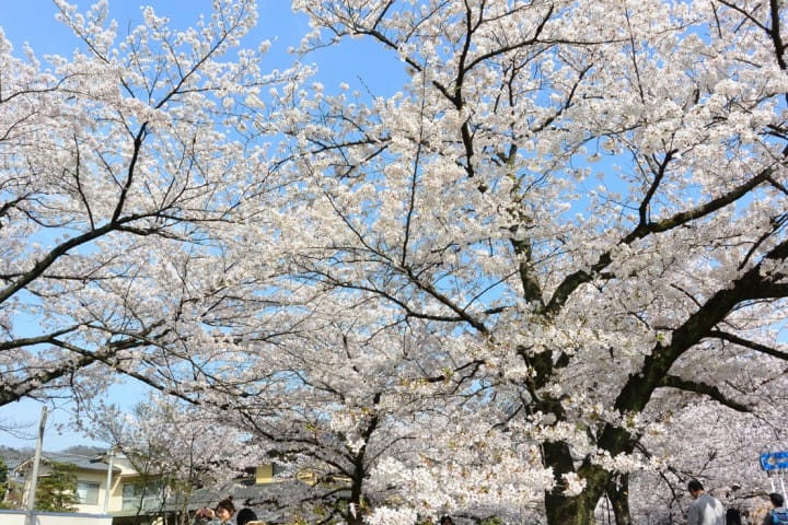 京都の桜を満喫!花見のベストスポット15と楽しむためのヒント