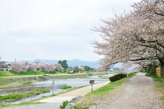 京都の桜を満喫！花見のベストスポット15と楽しむためのヒント
