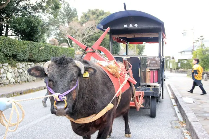 【鹿儿岛】出水市两天一夜乡下小旅行 穿和服乘水牛车、入住农家民宿、吃亲子料理