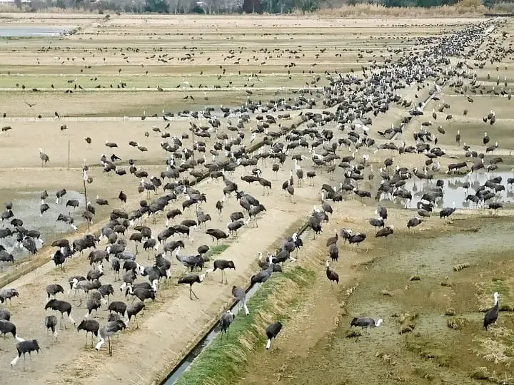 【鹿儿岛】出水市两天一夜乡下小旅行