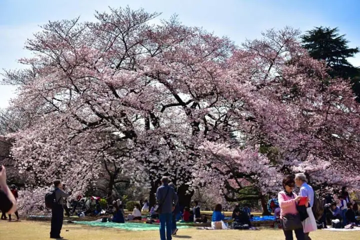 新宿御苑桜