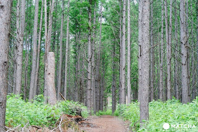 【北海道洞爺湖】泡湯之外還可以這樣玩：獨木舟、騎馬體驗，搭汽船遊中島，朝聖銀魂名店