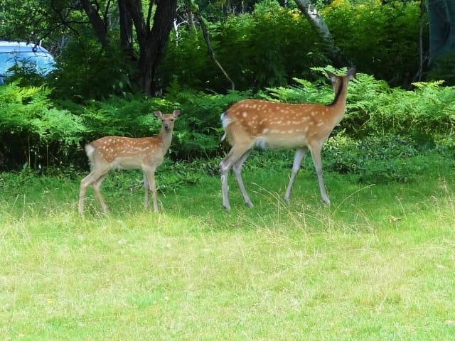 【北海道洞爺湖】泡湯之外還可以這樣玩:獨木舟、騎馬體驗,搭汽船遊中島,朝聖銀魂名店