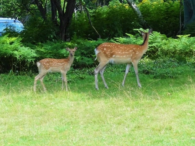 【北海道洞爺湖】泡湯之外還可以這樣玩：獨木舟、騎馬體驗，搭汽船遊中島，朝聖銀魂名店