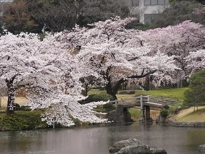小石川後楽園(桜)