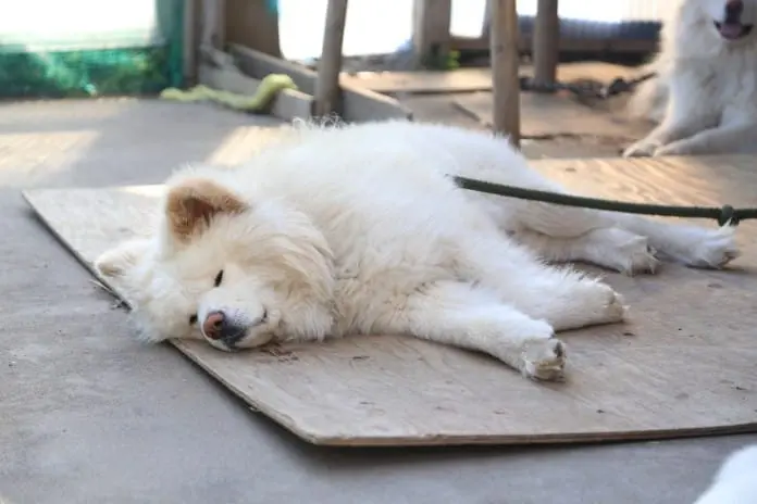 東北三縣「鮮」氣之旅 青森．岩手篇 (二)