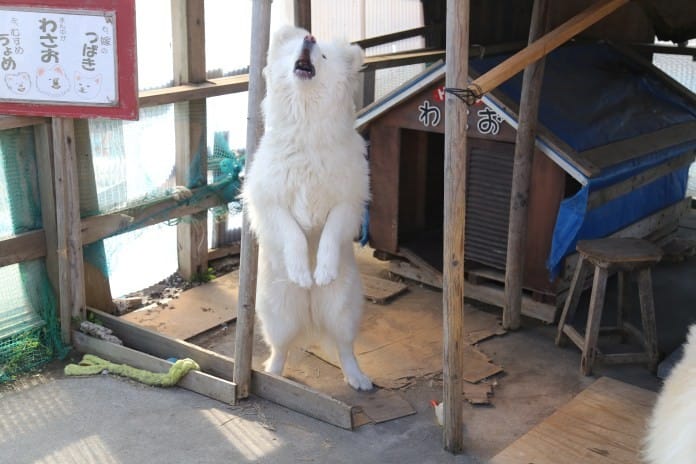 去找明星秋田犬wasao一家三口玩 青森篇 Matcha 日本線上旅遊觀光雜誌