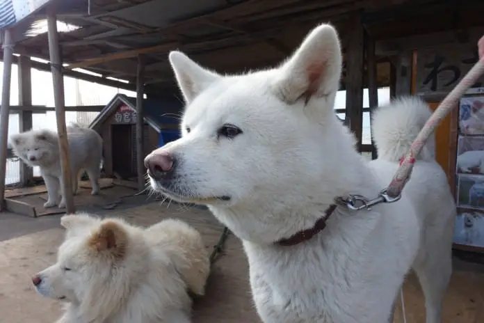 東北三縣「鮮」氣之旅 青森．岩手篇 (二)