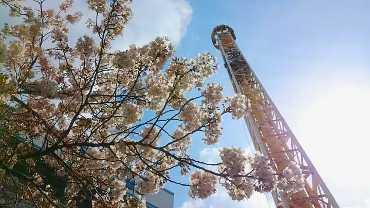 花やしき（桜）
