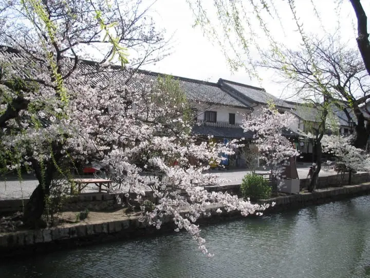 cherry blossoms by Kurashiki River, Okayama