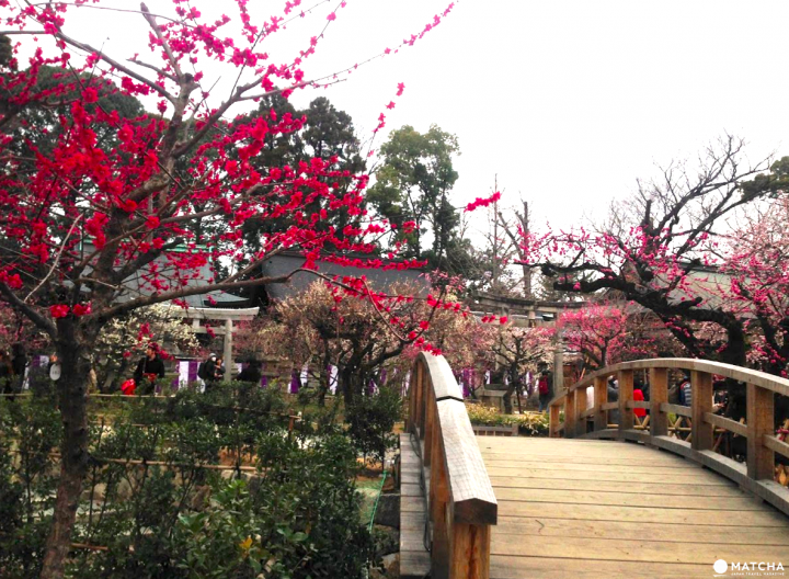 【京都】初春赏梅散策,三大赏花名所推荐