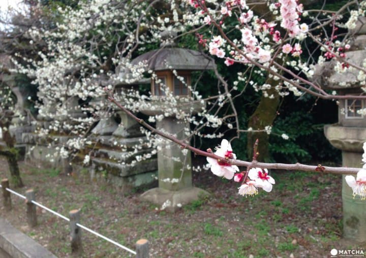 【京都】初春赏梅散策,三大赏花名所推荐