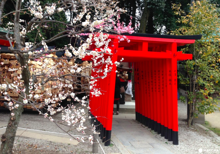 【京都】初春赏梅散策,三大赏花名所推荐