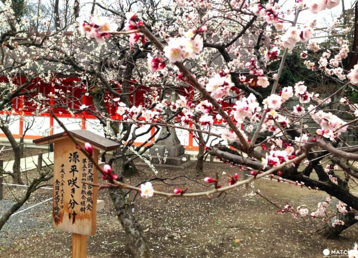 【京都】初春赏梅散策,三大赏花名所推荐