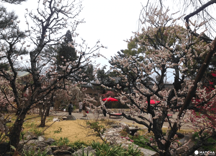 【京都】初春赏梅散策,三大赏花名所推荐