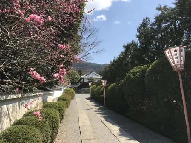 【京都】初春赏梅散策,三大赏花名所推荐