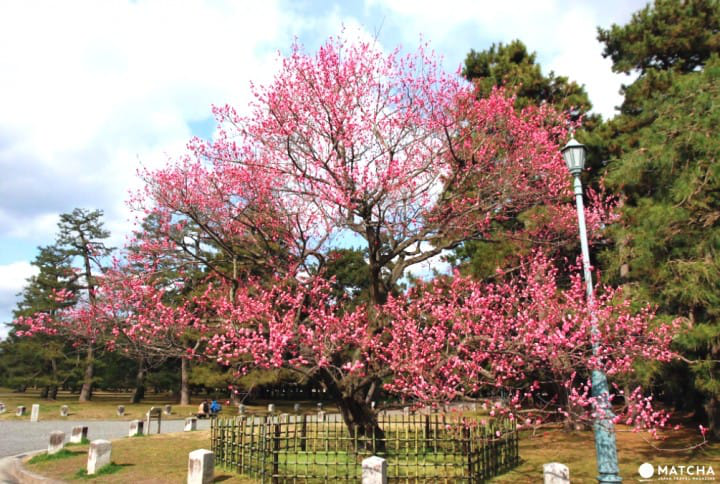 【京都】初春赏梅散策,三大赏花名所推荐