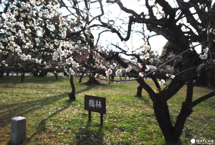 【京都】初春赏梅散策,三大赏花名所推荐