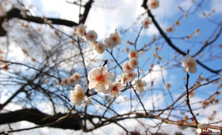 【京都】初春赏梅散策,三大赏花名所推荐
