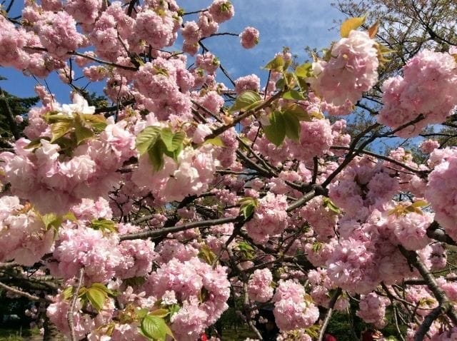 兼六園(桜)