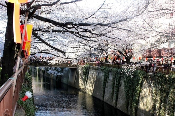 Menikmati Indahnya Bunga Sakura Ditemani Oleh Kudapan Manis di Meguro, Tokyo