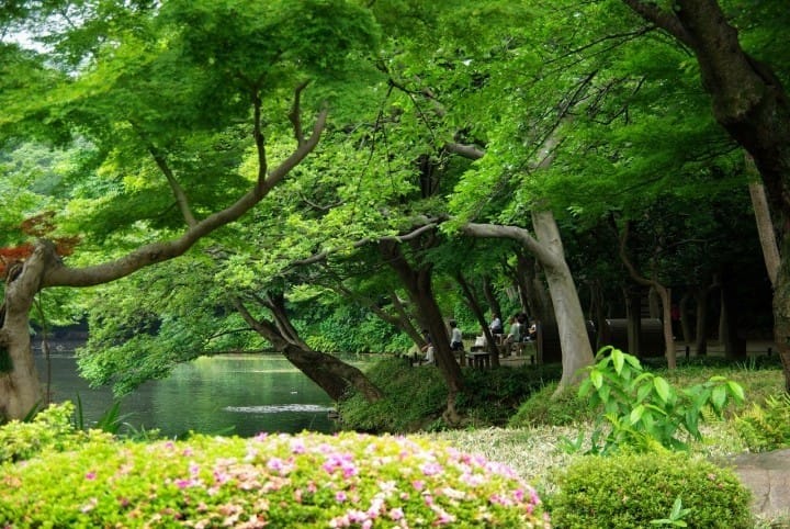15 Cherry Blossom Spots In Tokyo That You Just Have To See!