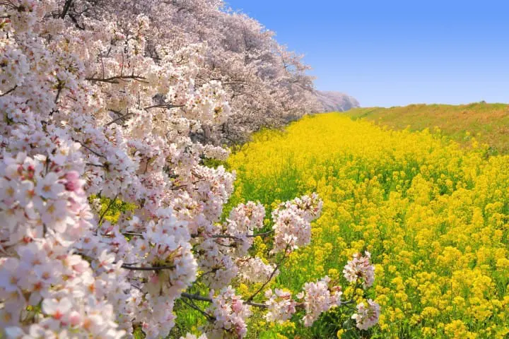 Kumagaya Sakura Tsutsumi