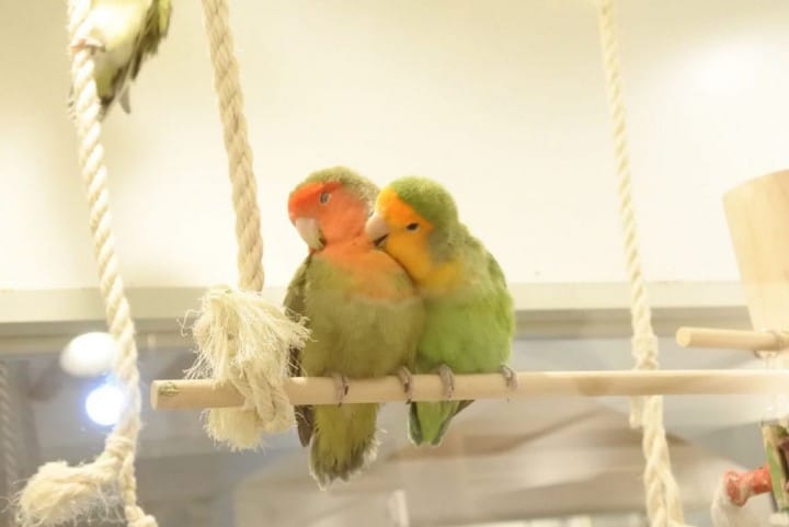 小鸟咖啡
