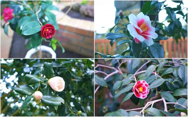 Izu Oshima - Tokyo's Beautiful Island Of Camellias
