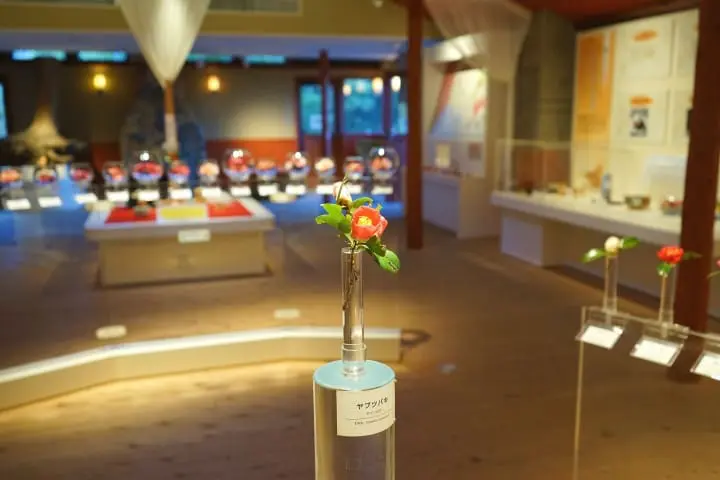 Izu Oshima - Tokyo's Beautiful Island Of Camellias