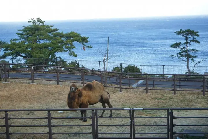 Izu Oshima - Tokyo's Beautiful Island Of Camellias