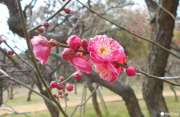 ให้โลกของเรารายล้อมไปด้วยสีชมพู กับเทศกาลดอกบ๊วย Ume Matsuri ที่สวน Expo 70 เมืองโอซาก้า