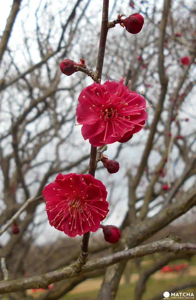 ให้โลกของเรารายล้อมไปด้วยสีชมพู กับเทศกาลดอกบ๊วย Ume Matsuri ที่สวน Expo 70 เมืองโอซาก้า