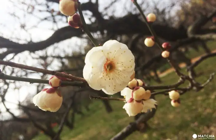 ให้โลกของเรารายล้อมไปด้วยสีชมพู กับเทศกาลดอกบ๊วย Ume Matsuri ที่สวน Expo 70 เมืองโอซาก้า