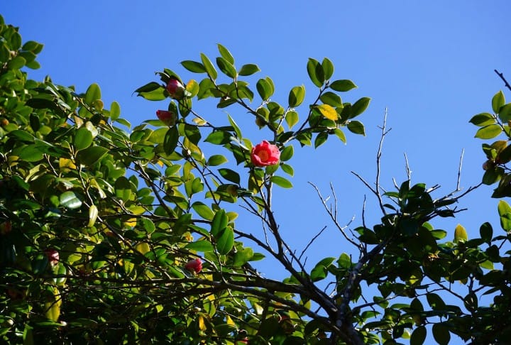 Izu Oshima - Tokyo's Beautiful Island Of Camellias