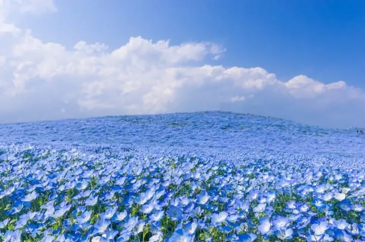 10 Best spots to view spring flowers around Japan 